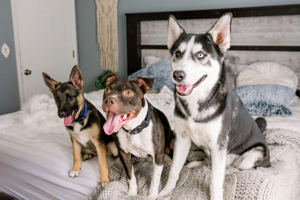 get to know us three dogs - husky german shepherd and pitbull sitting on bed
